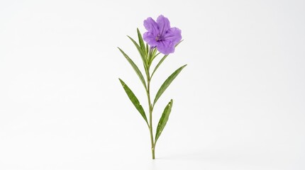 Fototapeta premium Single purple flower with green leaves on a stem