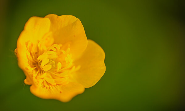 Bright yellow buttercup flower with intricate petals and a soft green background, showcasing natural beauty and floral details in a close-up view