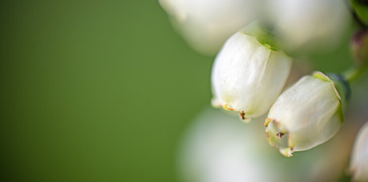 Close-up of delicate white blueberry flowers with green foliage in the background, showcasing the intricate details of the petals and buds in a natural setting