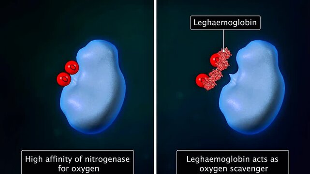 Scientific illustration of leghaemoglobin regulating oxygen in nitrogen-fixing root nodules of legumes.