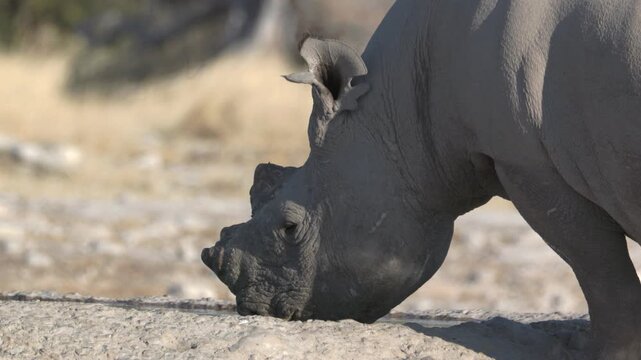 a close shot of a black rhinoceros drinking from ombika waterhole of etosha national park in namibia