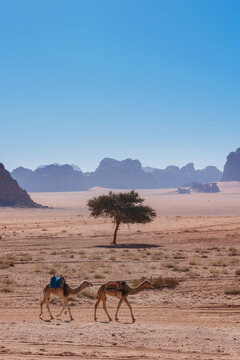 Desert landscape in Jordan with camels walking in the morning	
