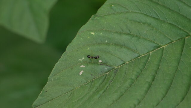 ant on leaf