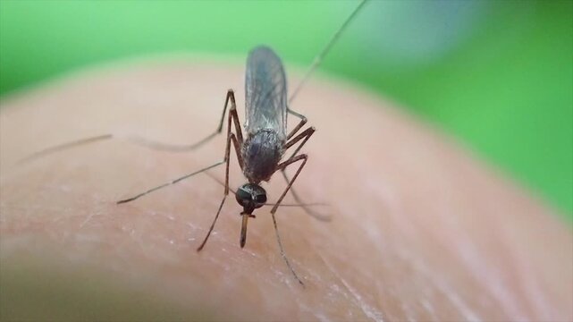 Gemeine Stechm&uuml;cke (Culex pipiens), Weibchen, sticht einen Menschen und saugt Blut, Makroaufnahme, M&uuml;nchen, Germany