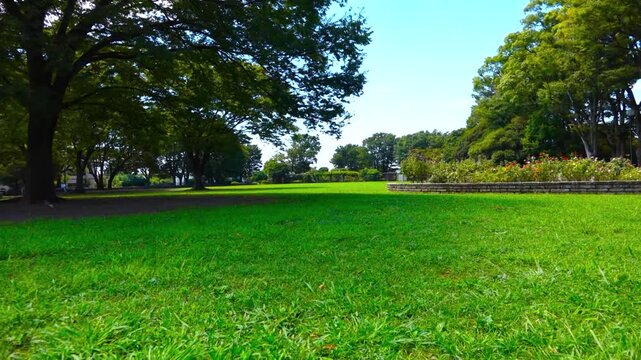 Static View of Green Lawn and Trees at Nogeyama Park in Yokohama under Clear Blue Sky