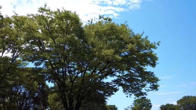 Static View of Green Lawn and Trees at Nogeyama Park in Yokohama under Clear Blue Sky