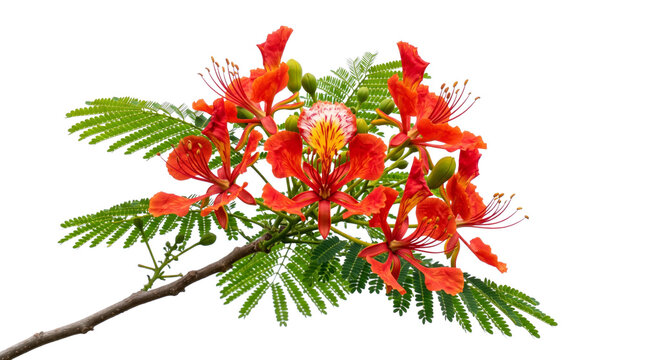 Red Royal Poinciana Flowering Branch Closeup Detail.
