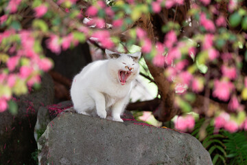 トキワマンサクと白猫の野良猫 © AnagoSagari