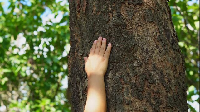 Close up of female hand gently touching rough tree trunk bark in forest, connecting with nature