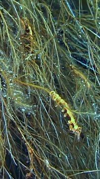 Vertical video shows small marine crustacean in underwater seaweed habitat. The view includes small yellow crustacean among long green and brown algae strands across the visible setting.