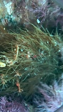 Vertical video shows slender amphipod crustaceans in underwater algae habitat. The composition includes multiple slender crustaceans among brown green and purple seaweed strands.