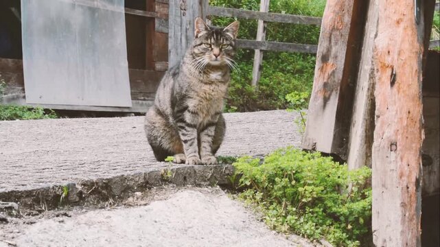 A focused tabby cat sitting on a concrete ledge in front of a rustic wooden structure a medium shot of a brown quietly