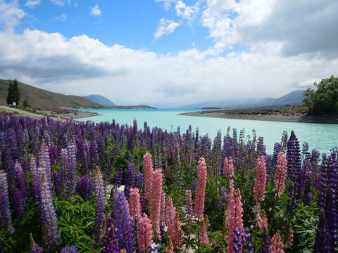 Lupin fields at Lake Tekapo