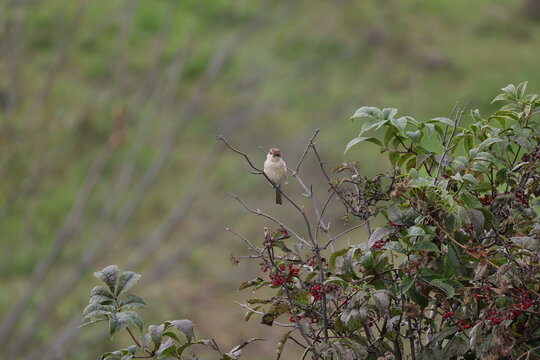 Female Red backed Shrike resting on a elderberry branch in summer, Lanius collurio