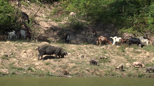 Pigs, Goats by River in Mountains, Animals Drinking Spring Water, Countryside, Rustically View
