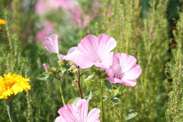 Pink lavatera blooming beautifully on a garden flowerbed © Olga