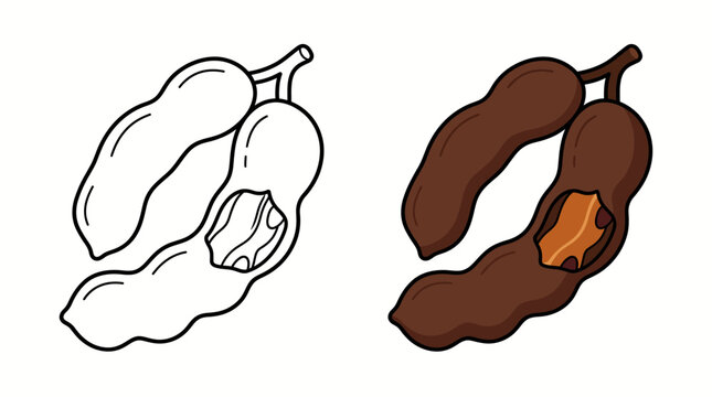 Vector illustration of cute cartoon tamarind fruit coloring book page and colored set