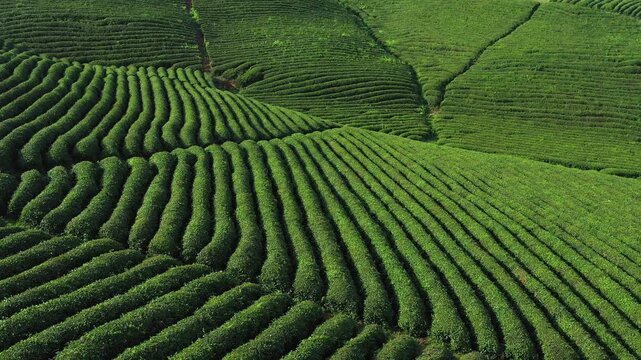 Aerial View of Lush Green Terraced Tea Plantation Rows on Rolling Hills