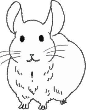 Hand-drawn line art illustration of a cute chinchilla pet