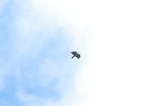 Sky High Spectator