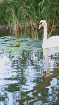 An adult mute swan and a cygnet swim through duckweed-covered calm water near green reeds early morning, feeding steadily side by side while moving slowly across the pond surface.