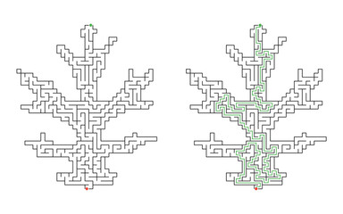 Obraz premium Maple leaf shaped maze puzzle with solution