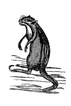 Chipmunk standing upright, stylized black-and-white vintage illustration, 1894.