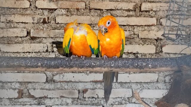 A pair of Sun Conures (Aratinga solstitialis) in a cage against a brick wall background. The Sun Conure is a loyal bird species, as it lives monogamously and chooses a mate for life.