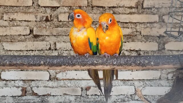 A pair of Sun Conures (Aratinga solstitialis) in a cage against a brick wall background. The Sun Conure is a loyal bird species, as it lives monogamously and chooses a mate for life.