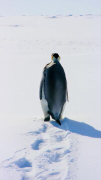 emperor penguin waddling away through vast antarctic landscape leaving trail of footprints in the snow