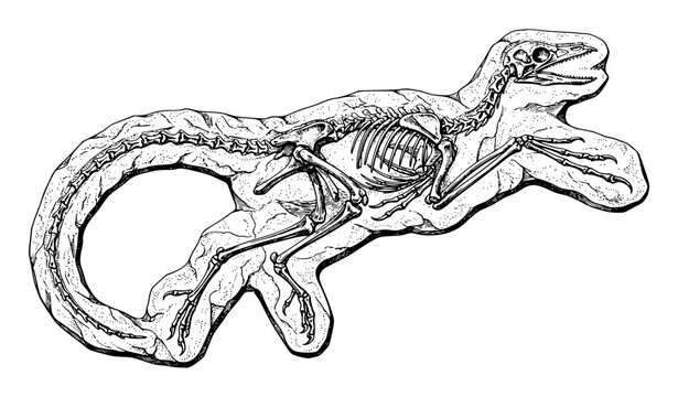 Archaeopteryx Fossil Skeleton Antique Engraved Paleontology Vector