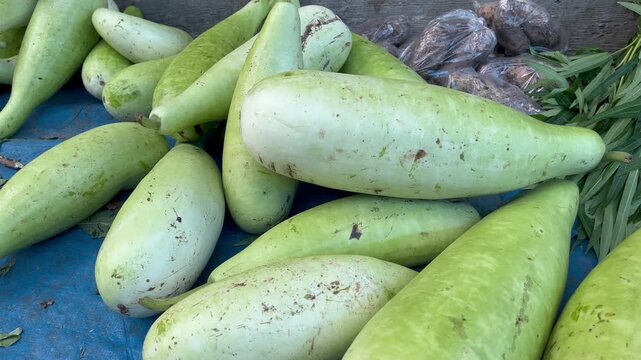 Bunch of fresh opo squash bottle gourds under natural light