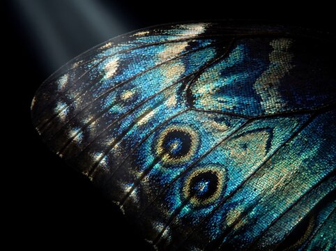 Macro iridescent blue morpho butterfly wing pattern detail