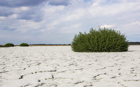 Salsola soda growing on cracked saline soil at B&ouml;ddi-sz&eacute;k, Hungary