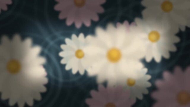 Soft focus white and pink daisies. 2d animation
