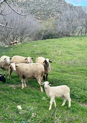sheep and lambs © Snezhanna