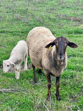 sheep and lamb