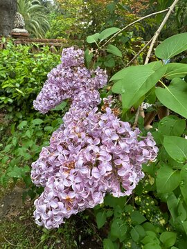 lilac flowers in the garden
