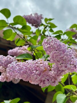 lilac flowers in the garden