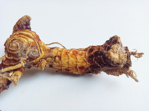 Raw fresh organic galangal rhizome root on clear white background