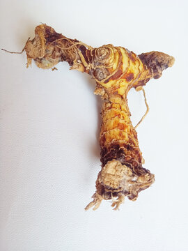 Raw fresh organic galangal rhizome root on clear white background