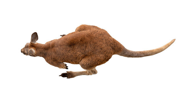 Kangaroo jumping side view isolated on transparent background