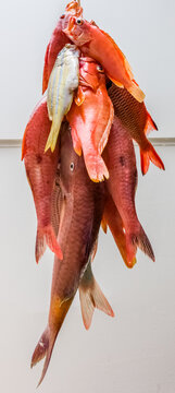 Grappe de poissons rouges exotiques 