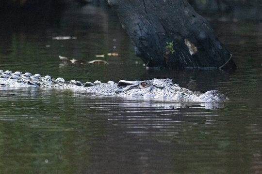 Full size crocodile, on the Kinabangtan River, in Borneo.