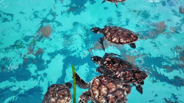 Several young sea turtles swim together in clear blue water, seen from above, close view of marine reptiles moving through a shallow pool, showing their patterned shells and flippers