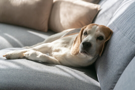 Peaceful Beagle Dog Relaxing on a Grey Sofa in a Bright Living Room with Soft Pillows and Sunlight