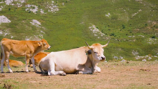 Asturian Mountain Cow with Horns and nearby Calf Resting in Northern Spain.
