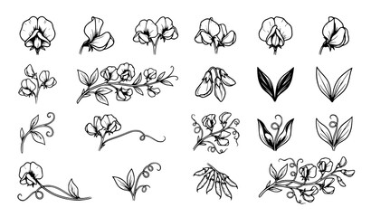 Obraz premium 16 Sweet Pea Flower Botanical Black Vector Icons Collection