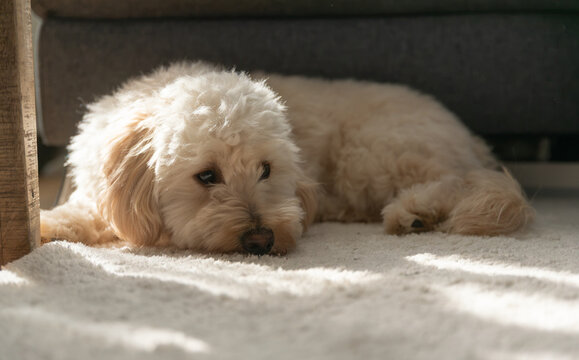 Adorable White Maltipoo Dog Sleeping on a Cozy White Shag Rug in a Sunlit Living Room - Peaceful Pet Portrait