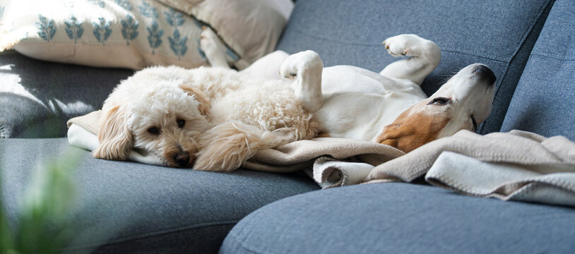 Peaceful Sleeping Maltipoo and Beagle Relaxing Together on a Cozy Blue Sofa with Soft Blankets in a Home Setting